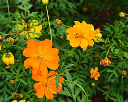 黄色秋菊代表什么？花语和寓意有何深意？