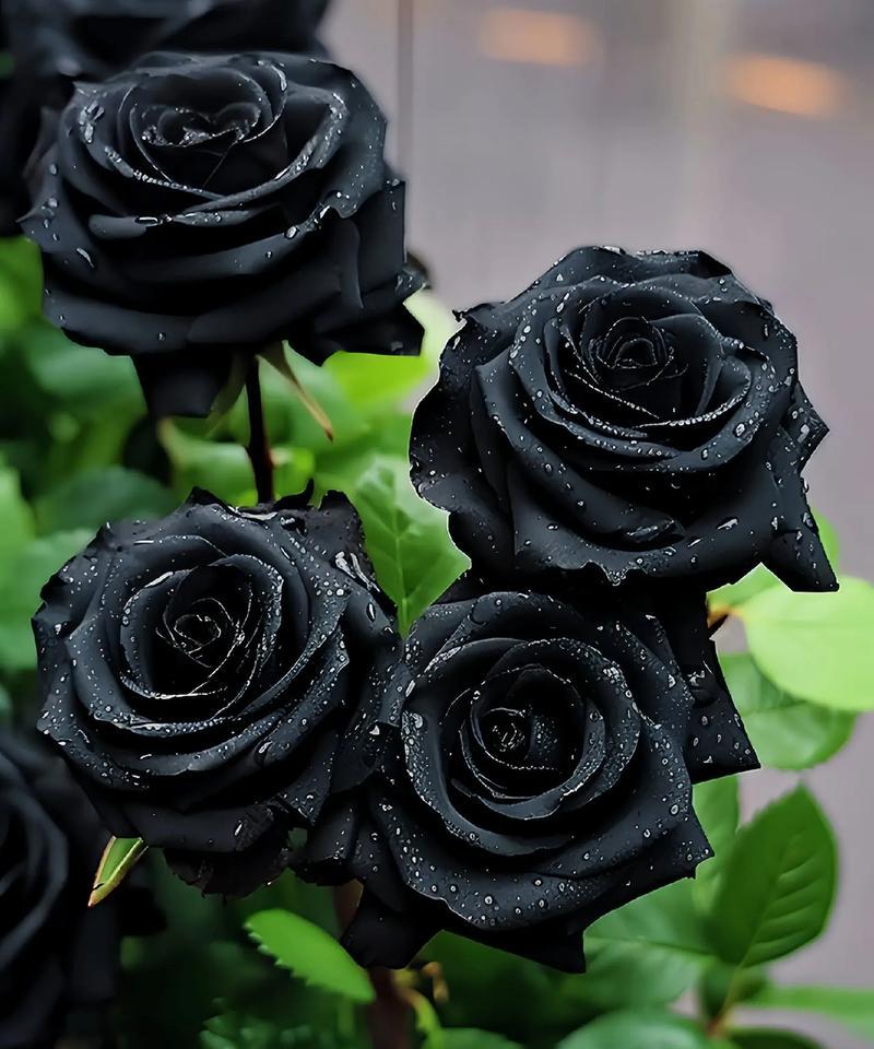 19朵黑骑士玫瑰代表什么？它的花语有何深意？
