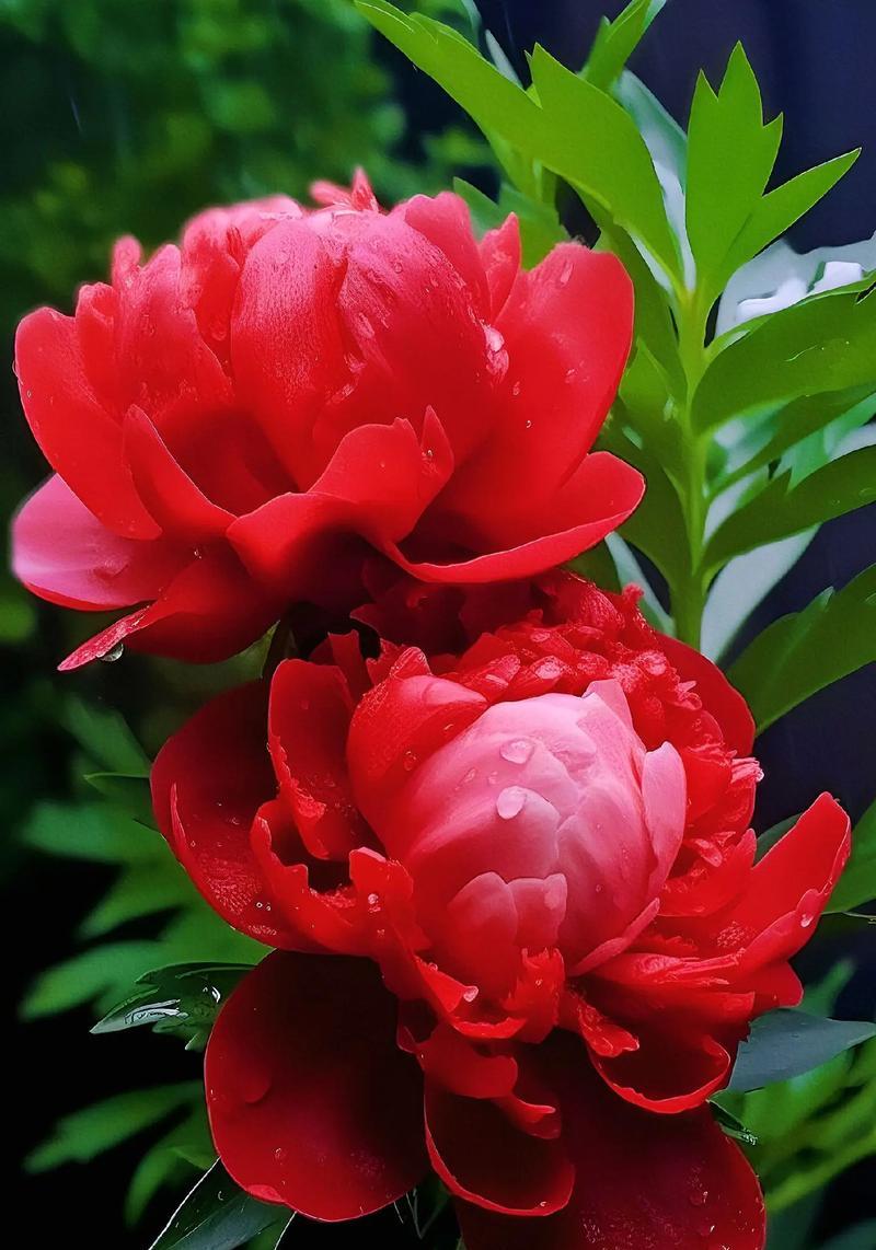 牡丹花在文案中象征着什么？