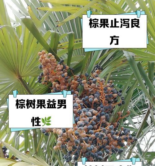 棕树花语寓意是什么？棕树象征着什么？