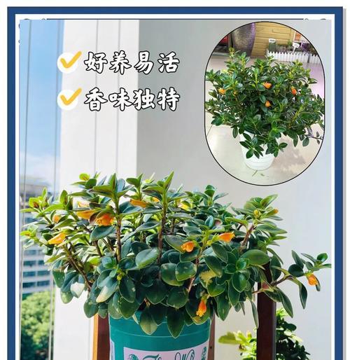 金鱼花的花语是什么？金鱼花代表什么意义？