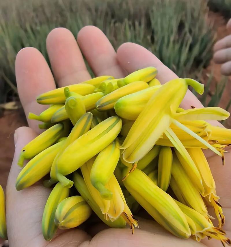 用来迷惑人心的花语是什么？哪些花语具有迷惑性？