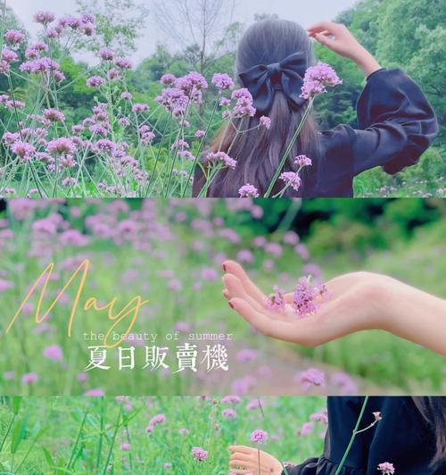 道具被遗弃在花语中象征着什么？