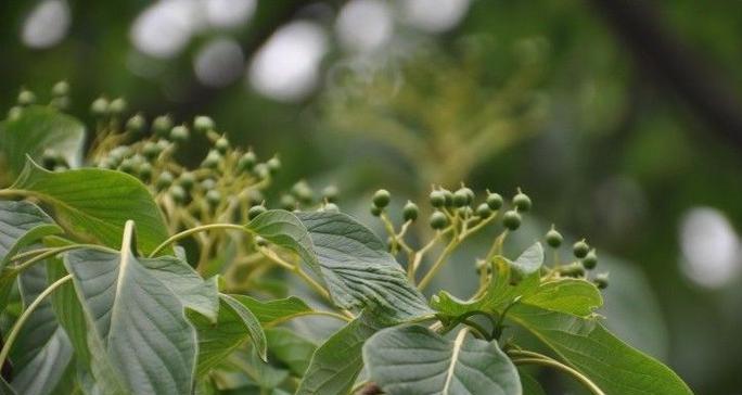 开花的灯台树花语寓意是什么？灯台树的花语有哪些？