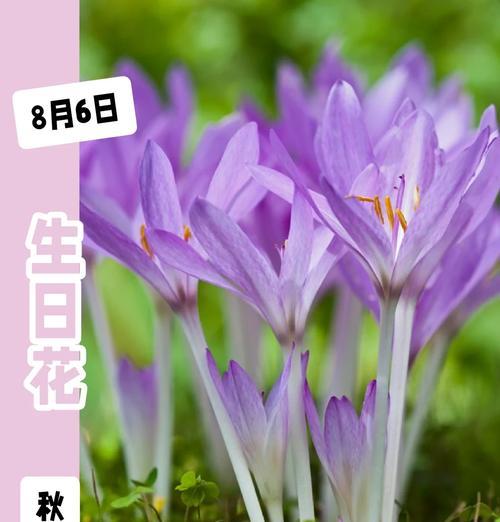 八月份的花语是什么？八月有哪些花代表特别的意义？