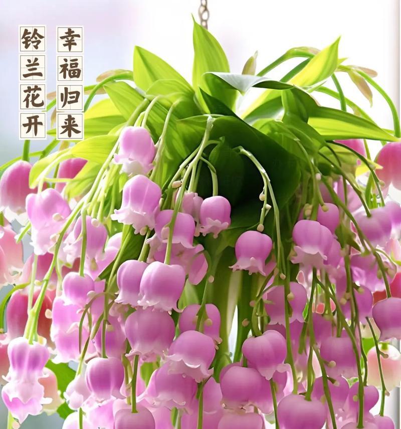 紫兰铃的花语指的是哪种花？