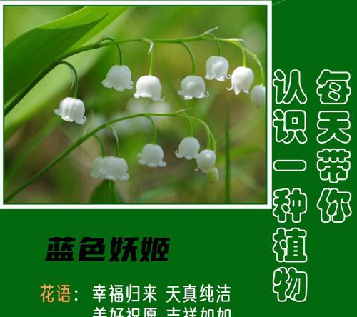 紫兰铃的花语指的是哪种花？