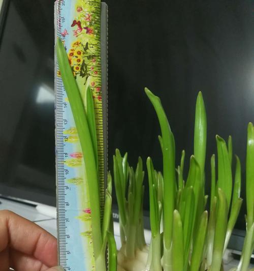小蒜苗的花语及其相关诗词有哪些？