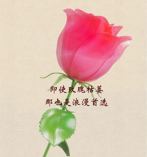 哪种花的花语代表伪装？
