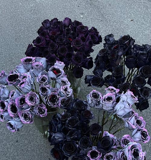 白鸽寄出玫瑰花有何寓意？白鸽与玫瑰花的象征意义是什么？