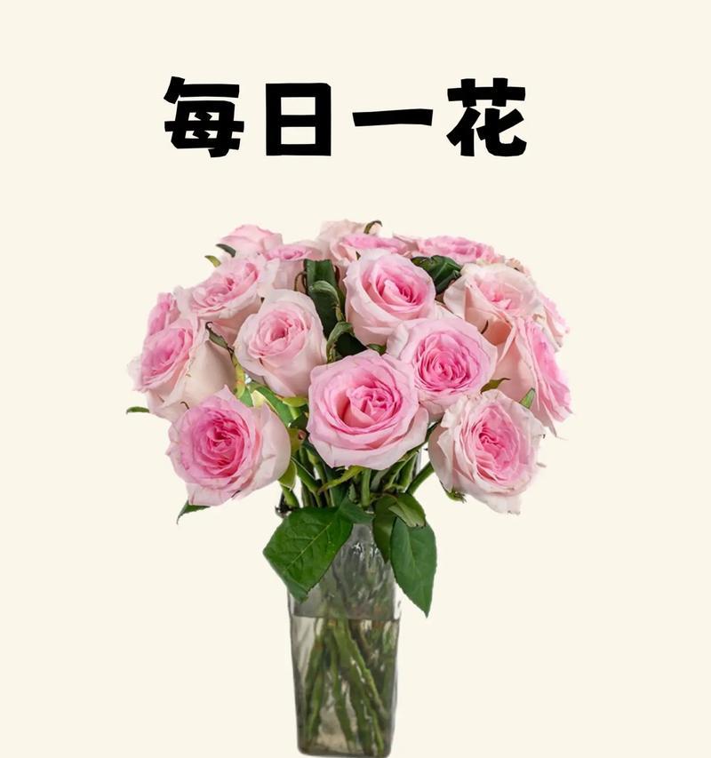 老师送学生玫瑰花的花语是什么？这种花语有何寓意？