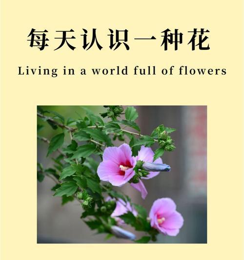 花语与花期之间存在关联吗？背后的原因是什么？