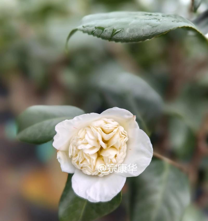 耀斑花的花语和寓意是什么？耀斑花的含义是什么？