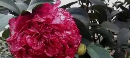 耀斑花的花语和寓意是什么？耀斑花的含义是什么？