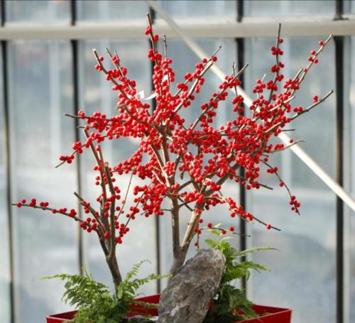 年宵花环的花语和寓意是什么？年宵花环有哪些吉祥寓意？