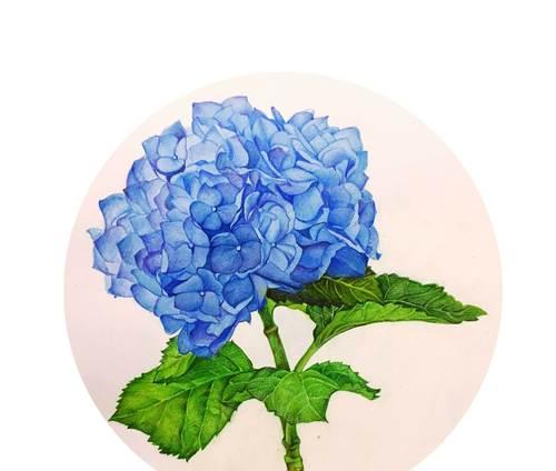 美德之花的所有花语是什么？这些花在花语中代表了哪些美德？