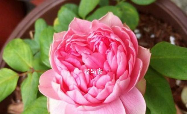 花与花的花语是什么？如何表达爱意？