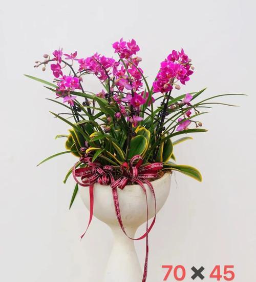 花与花的花语是什么？如何表达爱意？