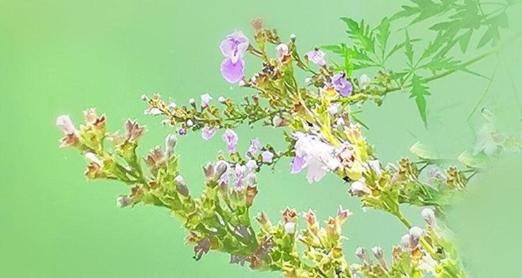 荆条花语在网络用语中代表什么？