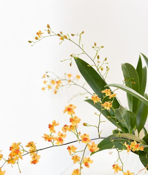 无忧花语是什么？它象征着什么？