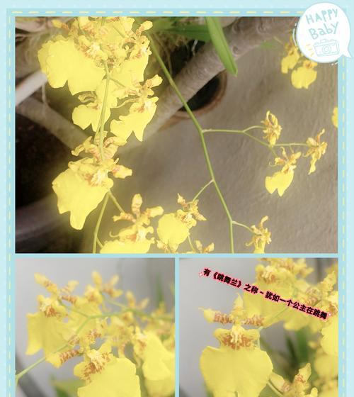 无忧花语是什么？它象征着什么？
