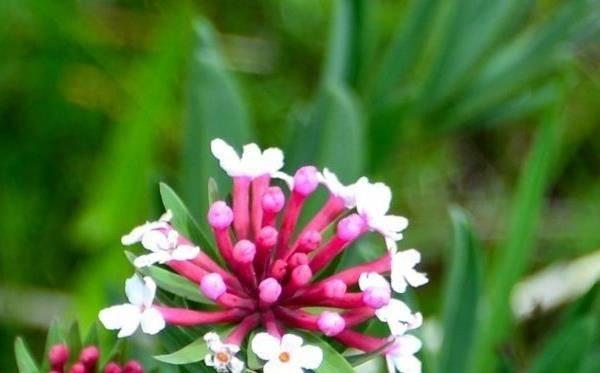 狼毒花的花语有何特殊含义？