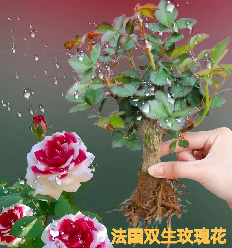 玫瑰花的文化寓意是什么？它在传统中代表什么？