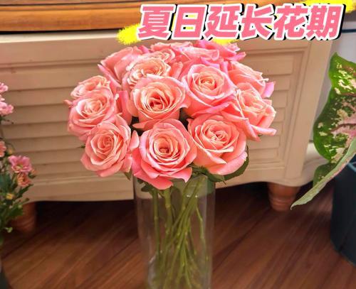 宽口径玫瑰花怎么养的？宽口径玫瑰花的养护方法是什么？