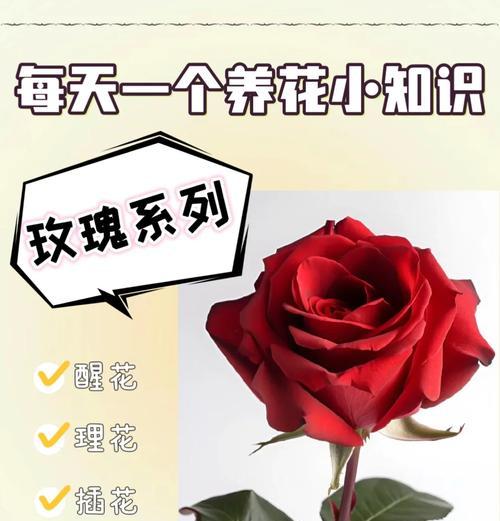 宽口径玫瑰花怎么养的？宽口径玫瑰花的养护方法是什么？