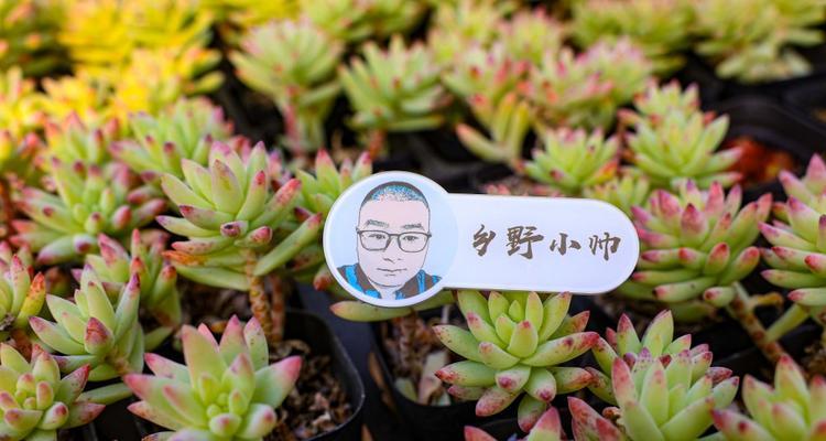 胶花盆玫瑰花的养护方法是什么？如何保持健康？