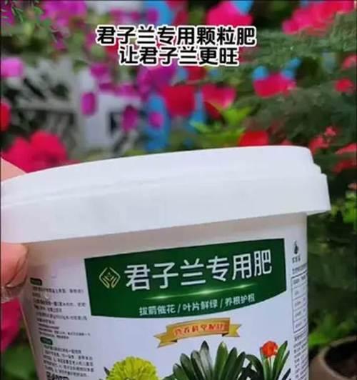 君子兰施肥有讲究，哪种肥料最适合？