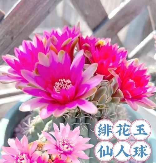 仙人球的最佳养护方法是什么？怎样才能养得最好？