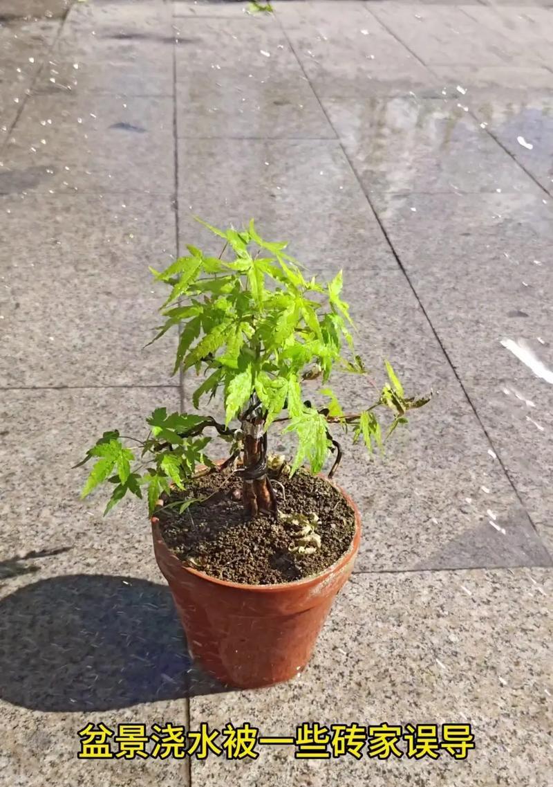 牡丹花可以浇酱油水吗？正确的浇水方法是什么？