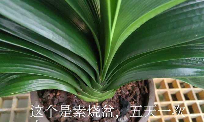 室内君子兰浇水频率是多少？