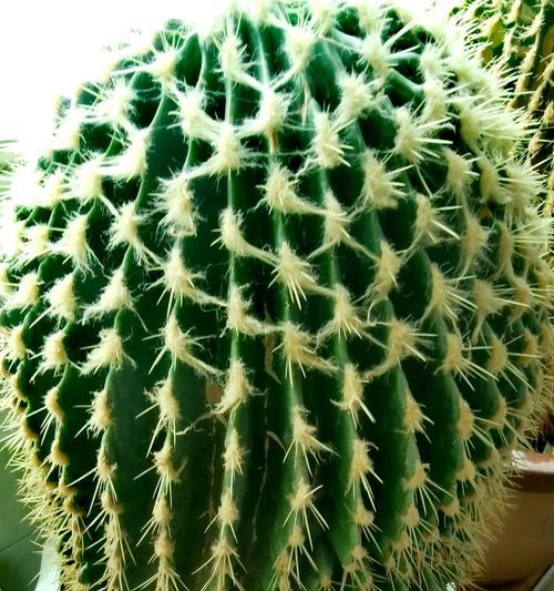 烂木桩上种植仙人球的正确方法是什么？