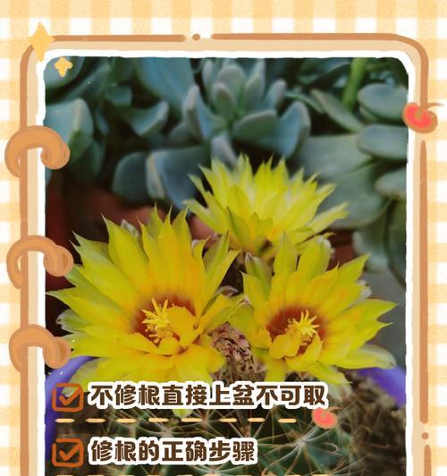 烂木桩上种植仙人球的正确方法是什么？