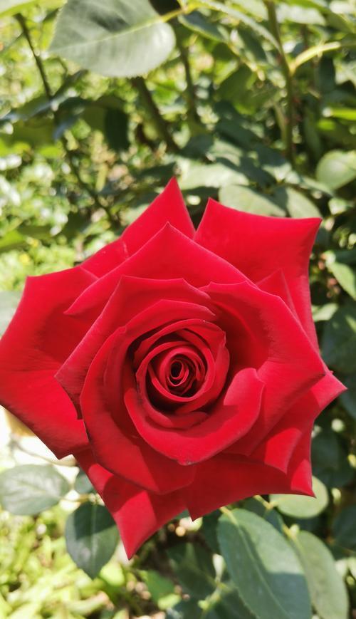 玫瑰花平常怎么养护和管理？玫瑰花的日常养护要点是什么？