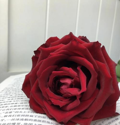 玫瑰花平常怎么养护和管理？玫瑰花的日常养护要点是什么？
