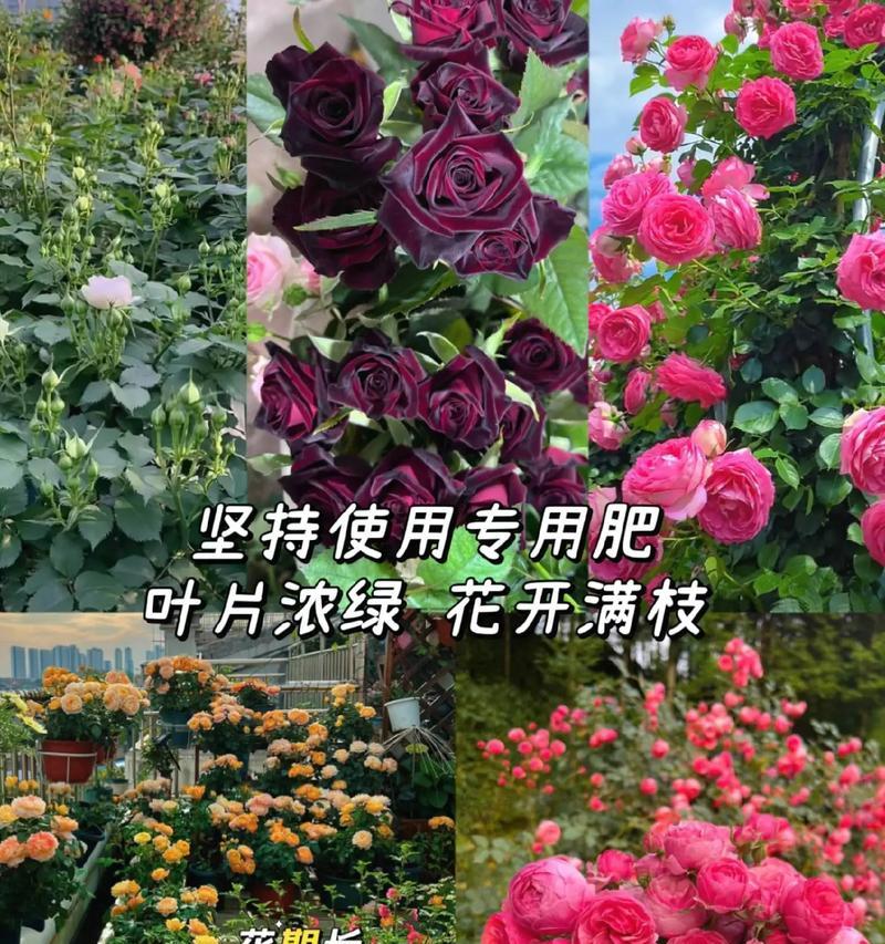 玫瑰花的根系数量是多少？如何正确养护玫瑰花？
