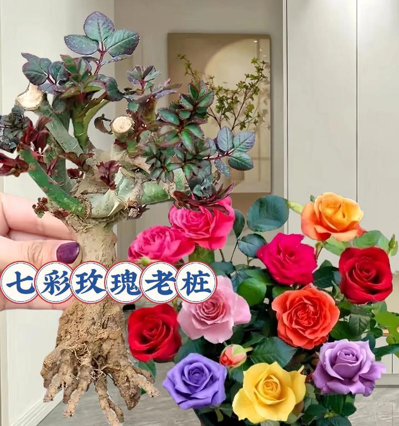 玫瑰花的根系数量是多少？如何正确养护玫瑰花？