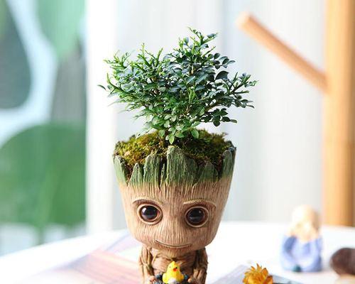 水培仙人球的正确养护方式？