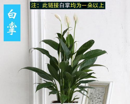 水培仙人球的正确养护方式？