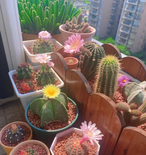 大海星仙人球的种植步骤是什么？