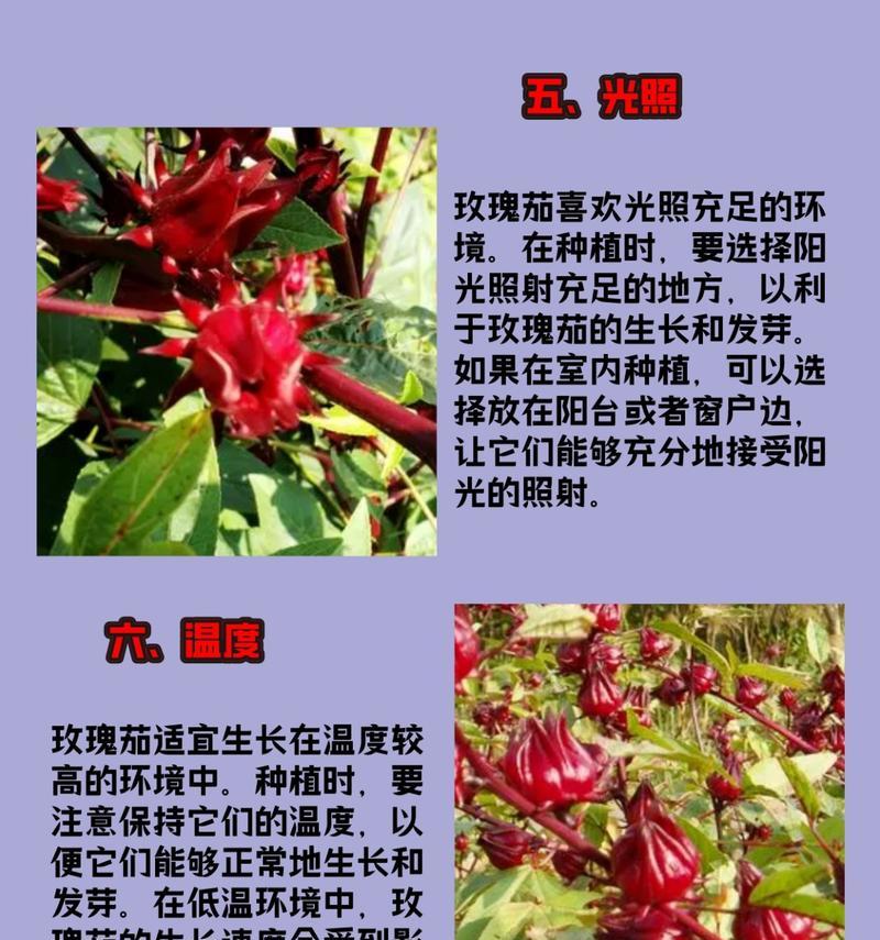 玫瑰花适合种植在哪些地区？如何选择最佳种植地点？
