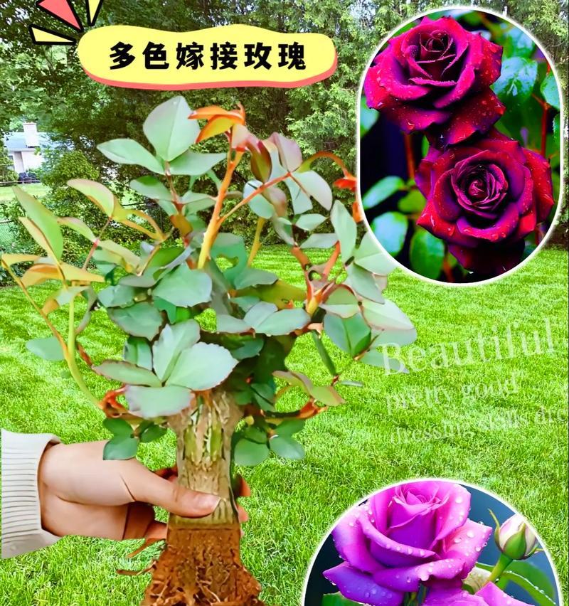 玫瑰花适合种植在哪些地区？如何选择最佳种植地点？