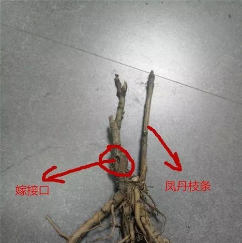 丹凤牡丹花重瓣品种的养护方法是什么？
