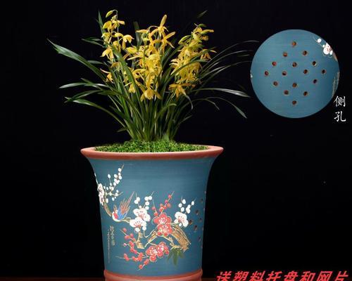 君子兰搭配哪种颜色的花盆最能衬托其美？选择花盆颜色有何讲究？