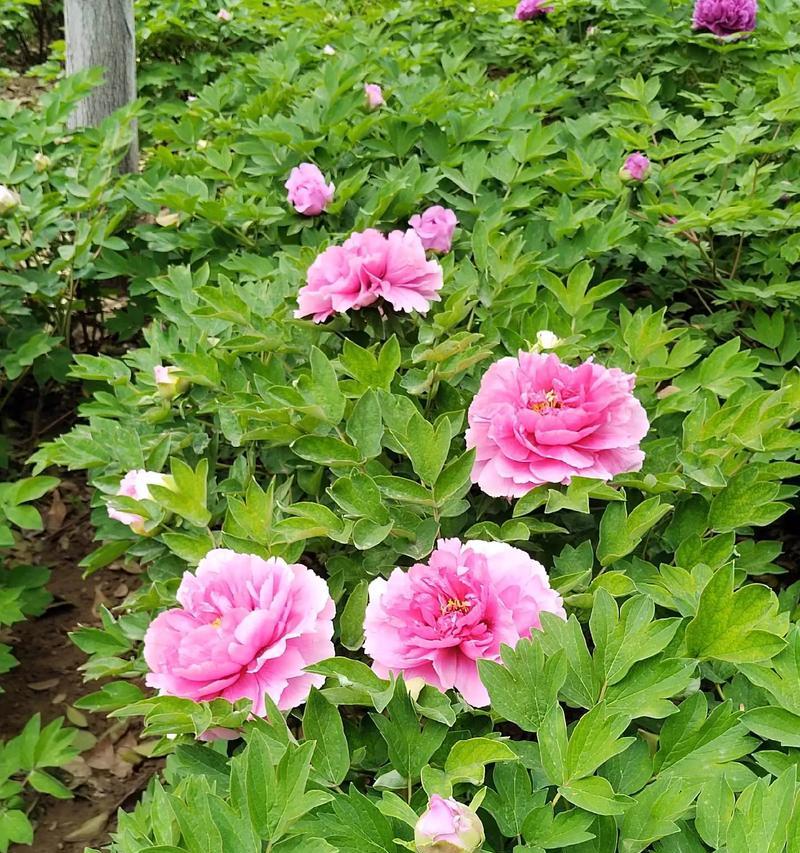 牡丹花新枝栽种技巧有哪些？怎样保证成活率？