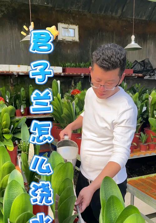 细君子兰盆栽的浇水和施肥方法是什么？