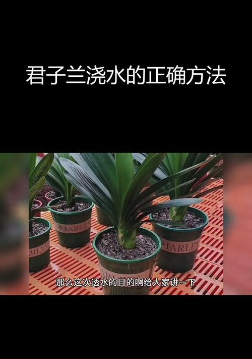 君子兰冬季如何正确浇水？